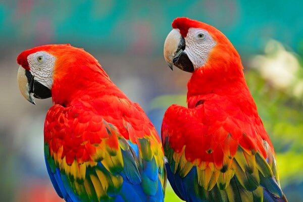 La Guacamaya Macao, el Ave Multicolor más Hermosa del Mundo