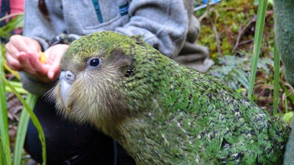 El Kakapo, El Loro que no Puede Volar