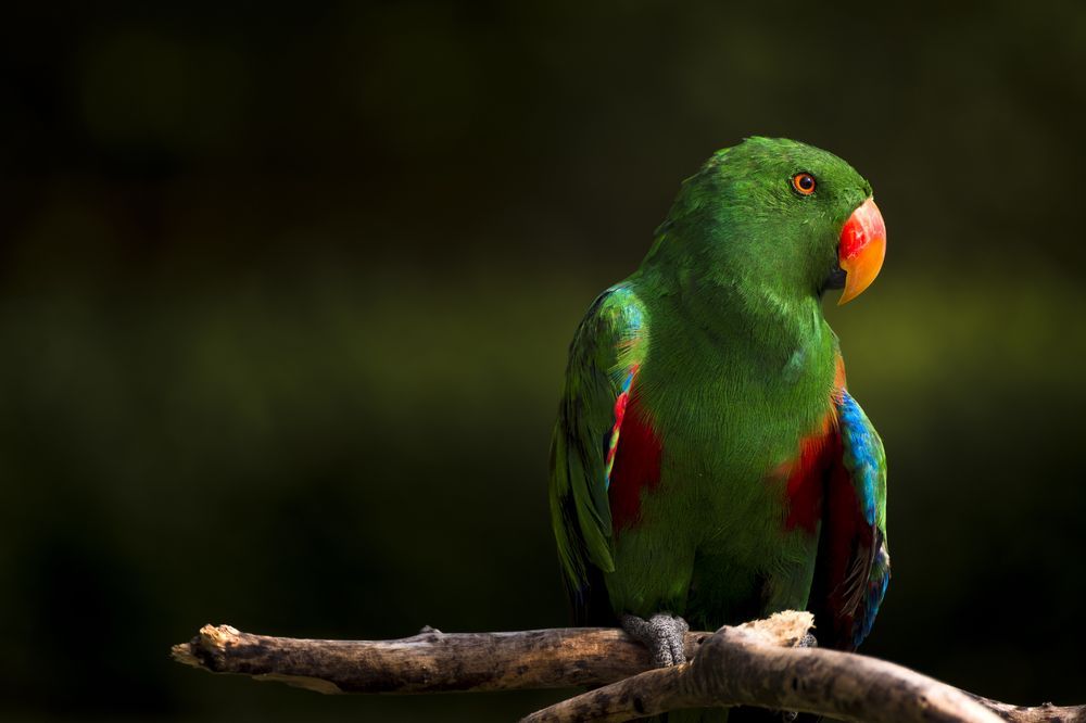 Loro Eclecto, el más hablador de su Especie