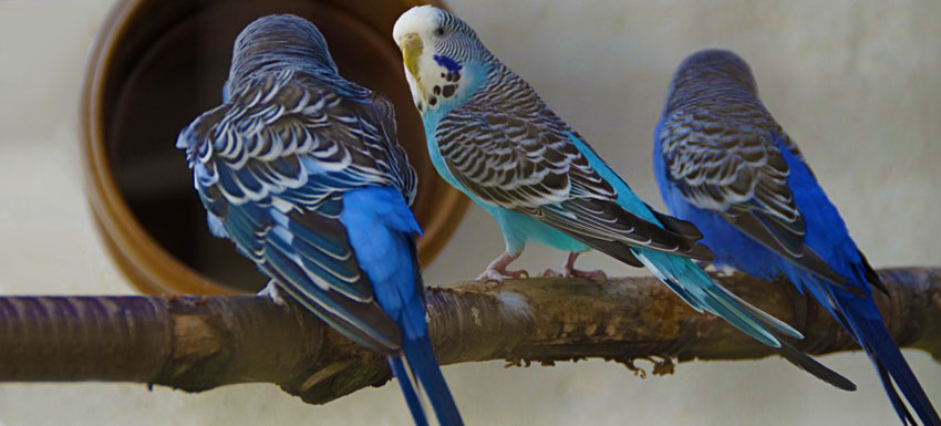 pericos de mascotas