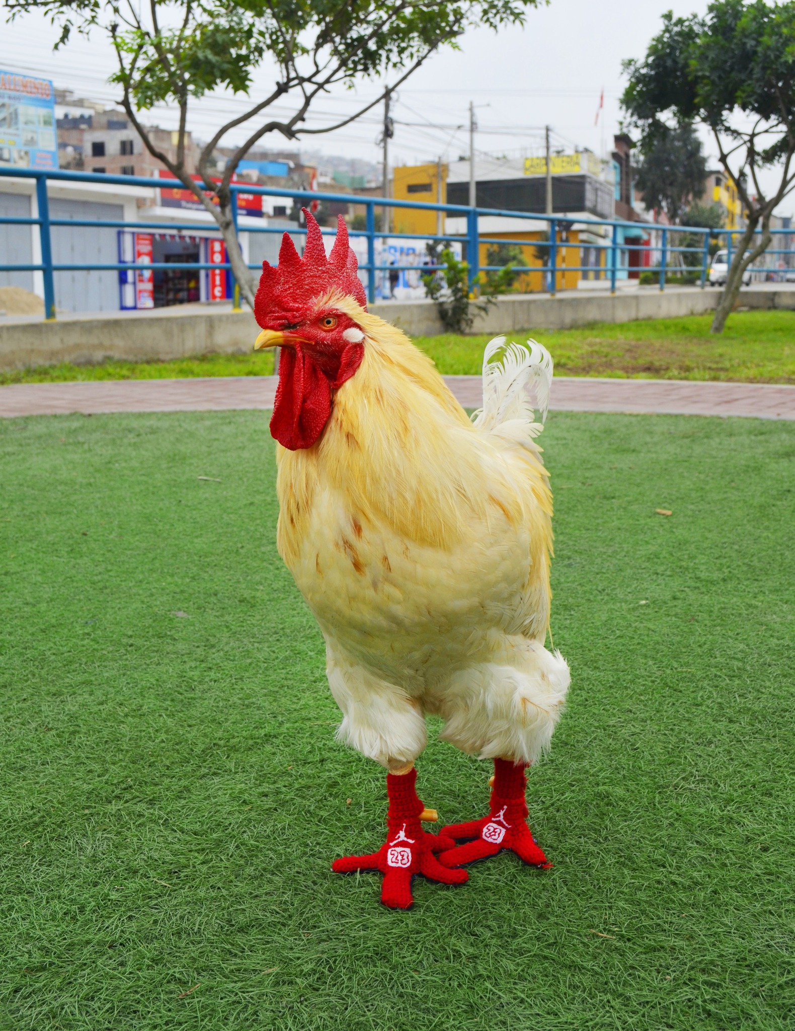 Gallo como Mascota: Cuidados y Peculiaridades